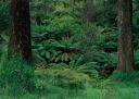 Cold Rainforest; Victoria; Australia/a_001-54.jpg/336