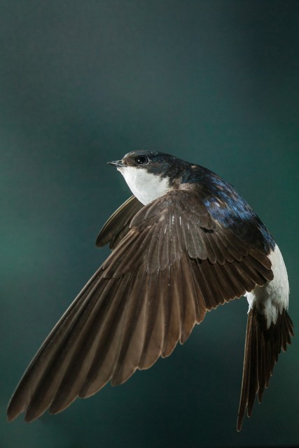House martin Delichon urbica in flight