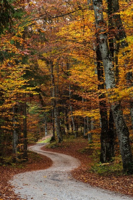 windy autumn road